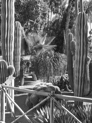 Jardin majorelle   |   12  /  12    |